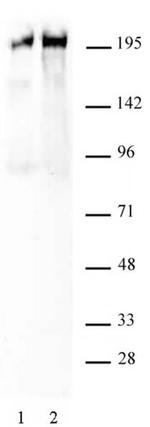 Phospho-RNA pol II CTD (Ser5) Antibody in Western Blot (WB)