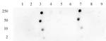 Histone H3K18ac Antibody in Dot Blot (DB)