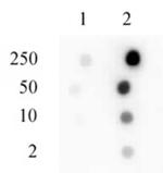 Phospho-Sp1 (Ser101) Antibody in Dot Blot (DB)