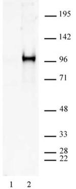 Phospho-Sp1 (Ser101) Antibody in Western Blot (WB)