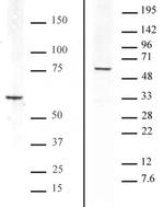Bcl3 Antibody in Western Blot (WB)