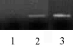 Histone H3 Antibody in ChIP Assay (ChIP)