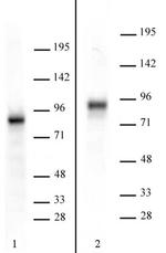 TORC2 Antibody in Western Blot (WB)
