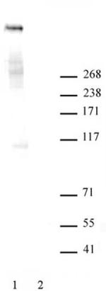 Ki-67 Antibody in Western Blot (WB)