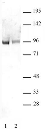 Sp1 Antibody in Western Blot (WB)
