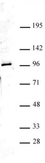 Ago4 Antibody in Western Blot (WB)