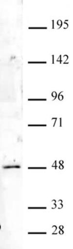 HOXA9 Antibody in Western Blot (WB)