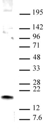 HMGN1 Antibody in Western Blot (WB)