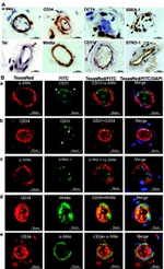 STRO-1 Antibody in Immunohistochemistry (IHC)