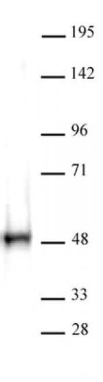 CTBP Antibody in Western Blot (WB)