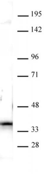 Nucleophosmin Antibody in Western Blot (WB)