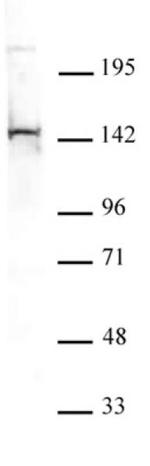 PGC1-beta Antibody in Western Blot (WB)
