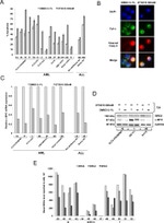 GAPDH Antibody in Western Blot (WB)