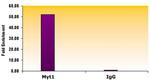 Suz12 Antibody in ChIP Assay (ChIP)