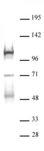 DNMT3B Antibody in Western Blot (WB)