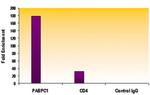 Histone H3K4me2 Antibody in ChIP Assay (ChIP)