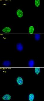 Histone H3K4me2 Antibody in Immunocytochemistry (ICC/IF)