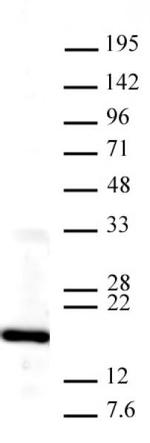 Histone H3K4me3 Antibody in ChIP Assay (ChIP)