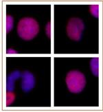 Histone H2A.Z Antibody in Immunocytochemistry (ICC/IF)
