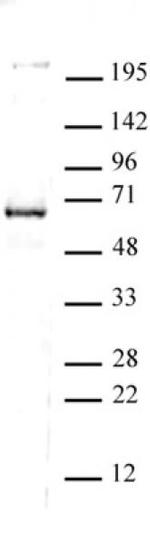 CoREST Antibody in Western Blot (WB)