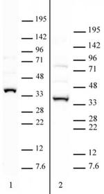 APOBEC2 Antibody in Western Blot (WB)