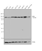 DDB1 Monoclonal Antibody (ZD001)