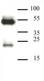 CAF-1 p60 Antibody in Western Blot (WB)