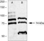 PKC lambda/iota Antibody in Western Blot (WB)