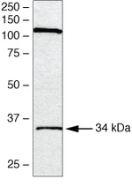 SPRY1 Antibody in Western Blot (WB)