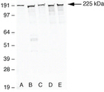 ZO-1 Antibody in Western Blot (WB)