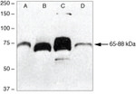 PCDGF Polyclonal Antibody