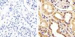 FBXW7 Antibody in Immunohistochemistry (Paraffin) (IHC (P))