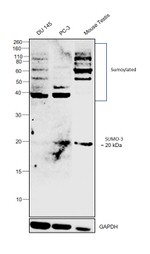 SUMO-3 Polyclonal Antibody