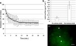 ZO-1 Antibody in Immunocytochemistry (ICC/IF)