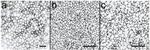 ZO-1 Antibody in Immunohistochemistry (IHC)