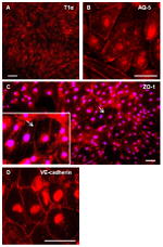ZO-1 Antibody in Immunocytochemistry (ICC/IF)