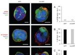 ZO-1 Antibody in Immunohistochemistry (IHC)