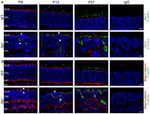 ZO-1 Antibody in Immunohistochemistry (Paraffin) (IHC (P))
