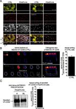 ZO-1 Antibody in Immunocytochemistry (ICC/IF)