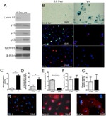 ZO-1 Antibody in Immunocytochemistry (ICC/IF)