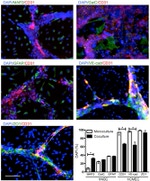 ZO-1 Antibody in Immunocytochemistry (ICC/IF)