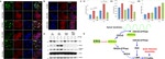 ZO-1 Antibody in Immunocytochemistry (ICC/IF)