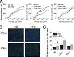 ZO-1 Antibody in Immunocytochemistry (ICC/IF)