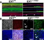 ZO-1 Antibody in Immunohistochemistry (IHC)