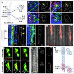 ZO-1 Antibody in Immunohistochemistry (IHC)
