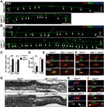 ZO-1 Antibody in Immunohistochemistry (IHC)