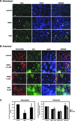 ZO-1 Antibody in Immunocytochemistry (ICC/IF)
