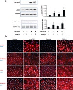 ZO-1 Antibody in Immunocytochemistry (ICC/IF)