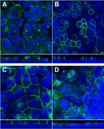 ZO-1 Antibody in Immunocytochemistry (ICC/IF)