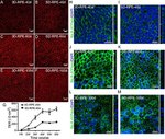 ZO-1 Antibody in Immunocytochemistry (ICC/IF)